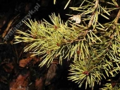Pinus sylvestris 'Aurea' 